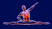 Anatomy of a dancer, illustration