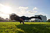 Athletic young man working out in sunny urban park