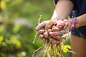 Woman holding fresh harvested potatoes in sunny garden