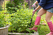 Woman with shovel digging up plants in vegetable garden