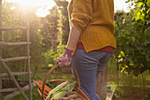 Woman harvesting fresh vegetables in sunny summer garden
