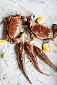 Edible crabs and red gurnards
