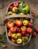 Holzkorb mit frisch gepflückten Äpfeln