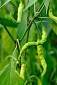 Grüne Chilischoten an der Pflanze