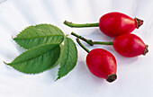Three rose hips with leaves on a light background