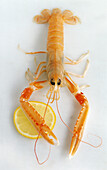 Norway lobster with lemon on a light background