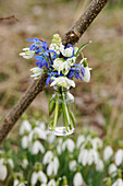 Ministrauß aus Schneeglöckchen, Blausternchen und Traubenhyazinthe in kleiner Flasche am Zweig hängend