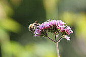 Wild bee on the Patagonian verbena