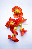 Nasturtium flowers