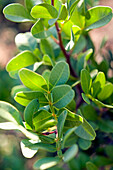 Blätter des Mastix-Baumes (bekannt für Harzgewinnung), Insel Chios, Griechenland