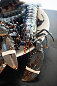 Fresh Breton blue lobster