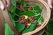 Nasturtiums with flowers in a basket