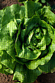 Lettuce in a garden bed with protective net