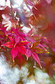 Japanese red maple tree leaves as a autumnal background