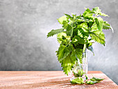 Fresh nettle branches in a glass vase
