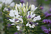 Blütenmakro der Spinnenblume 'Senorita Blanca'