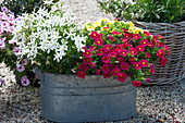 Zinc tub with magic bells Pocket 'Yellow' 'Light Red' and star flower 'Tristar White'