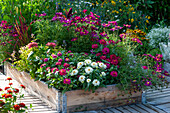 Summer flower bed with zinnias, African daisies, golden oregano, sage and Japanese Blood Grass