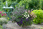 Basil 'Magic Blue', Calibrachoa Unique 'Blue Violet', white gaura 'Lillipop Pink' and zinnia in a basket, pots with graceful spurge, and Garden Cosmos on a gravel terrace