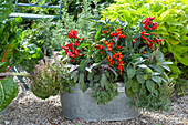Zinc tub with chilli 'Salsa', ornamental peppers 'Naschzipfel', sage 'Berggarten' 'Purpurascens', thyme, tarragon and Southernwood on a gravel terrace