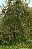 Apfelbaum voller Früchte: Herbstapfel 'Schöner von Wiltshire' syn. 'Weiße Wachsrenette'