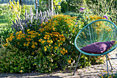 Acapulco chair on the Garden bed with Helenium 'Flammenrad', anise hyssop 'Blue Fortune', Olympic mullein, and Abelia 'Kaleidoscope' as a border