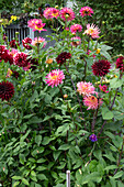 Perrycroft Herefordshire. (Archer) Autumn Garden With Dahlias And Kniphofia Rooperi