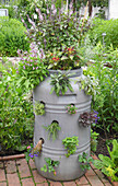 Planter with herbs and summer flowers: basil 'Magic Blue', sage, foxtail, rosemary, lemon thyme, lemon balm, and strawberries