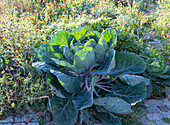 Brussels sprout plant in late summer