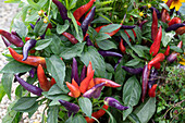 Chili 'Masquerade' with red and purple fruits