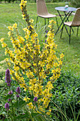 Olympic Mullein and anise hyssop in a bed, seating area on the lawn