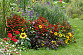 Spätsommer-Beet mit Sonnenbraut 'Rubinzwerg', Sonnenblumen, Zinnie, Duftnessel, Fuchsschwanz und Herbstaster
