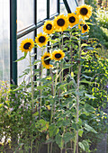 Sunflowers in late summer