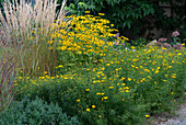 Yellow late summer bed: 'Zagreb' tickseed, 'Goldsturm' coneflower and Feather reed grass