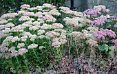 Tall stonecrop and coral bellsr in late summer