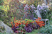 Herbstbeet mit Lampionblumen, Purpurglöckchen, Herbstastern, Bergenie und Hundsrose mit Hagebutten