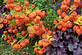 Lampionblume und Purpurglöckchen im Herbstbeet