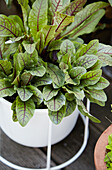 Red-veined sorrel in a plant pot