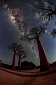 Milky Way over baobab trees, Madagascar