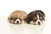 Puppies lying down