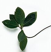 Cinchona sp. leaves