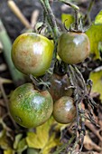 Tomatoes infected by Phytophthora blight