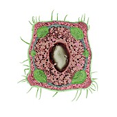 Anatomy of the stem of Lamium purpureum