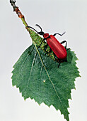 Cardinal beetle on leaf