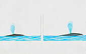 Sei whale diving, illustration
