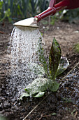 Watering a radicchio plant