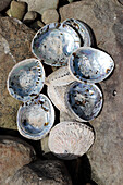 Abandoned South African Abalone shells