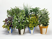 Selection of herbs in pots