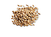 Pale malt for brewing beer