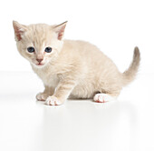 Burmese cross breed kitten